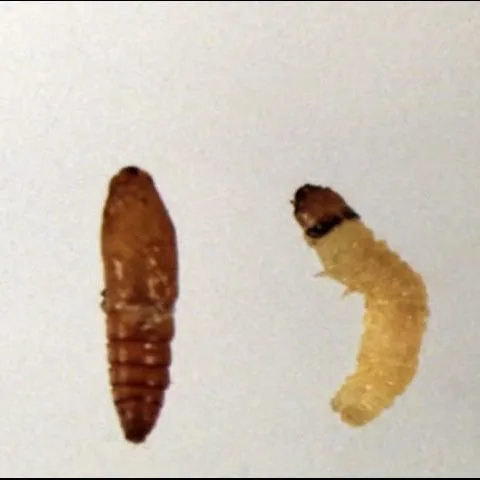 thumbnail for publication: The Pecan Bud Moth: Pest of Nursery Stock and Transplanted Pecans